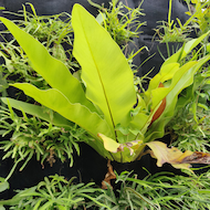 May Flowers Horticulture Installation 28